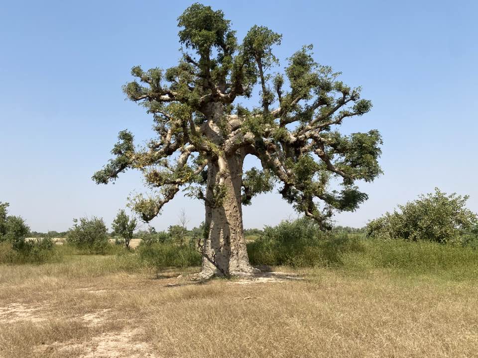baobab v afrike